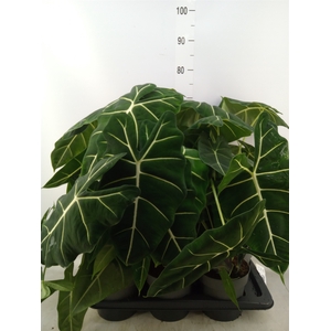 Alocasia   ...