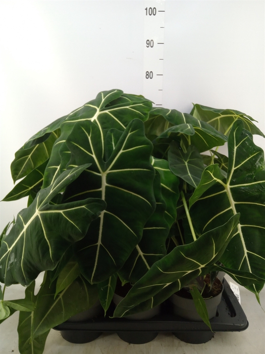 <h4>Alocasia   ...</h4>