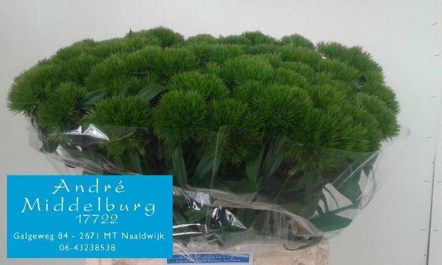 <h4>DI BARB GREEN WICKY</h4>