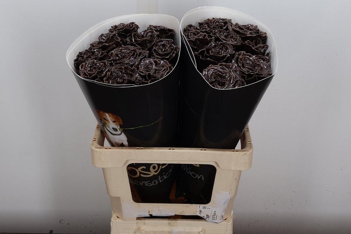 <h4>R Excl Wx Choco</h4>