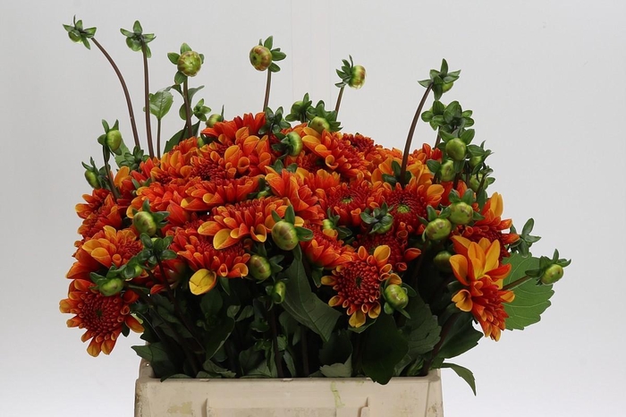 Dahlia American Sunset