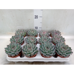 Echeveria  'Apus'