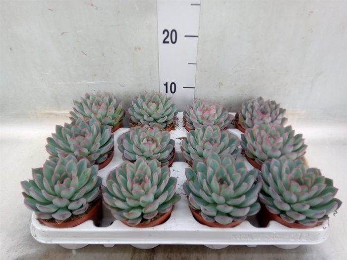 <h4>Echeveria  'Apus'</h4>