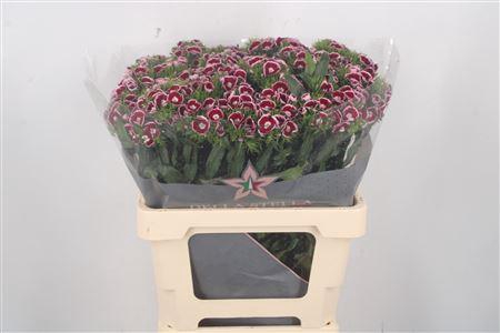 <h4>Di Barb Breanthus Rio</h4>