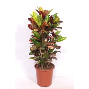 Codiaeum Petra