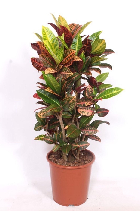 <h4>Codiaeum Petra</h4>