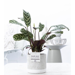 Ctenanthe Burle Marxii in P&PURE Jade ceramics