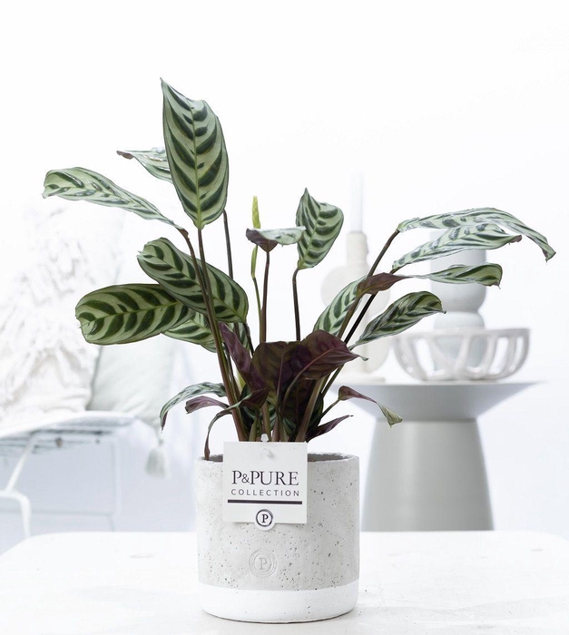 <h4>Ctenanthe Burle Marxii in P&PURE Jade ceramics</h4>
