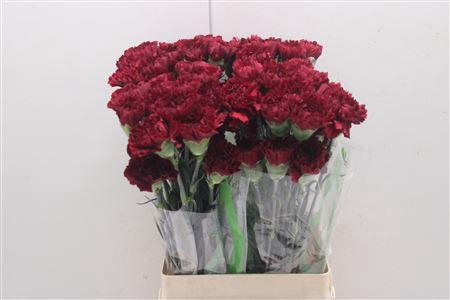 <h4>Di St Zurigo</h4>