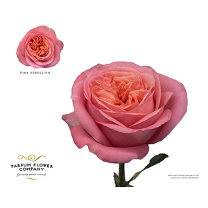 Rosa Garden Pink Xpression