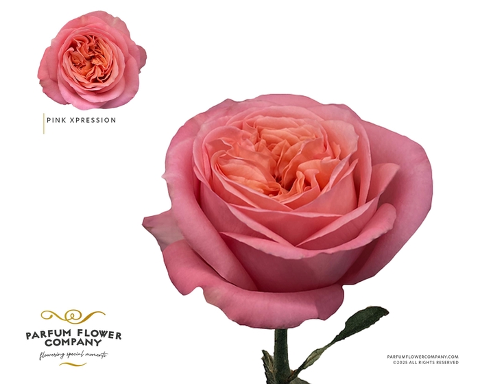 Rosa Garden Pink X-Pression