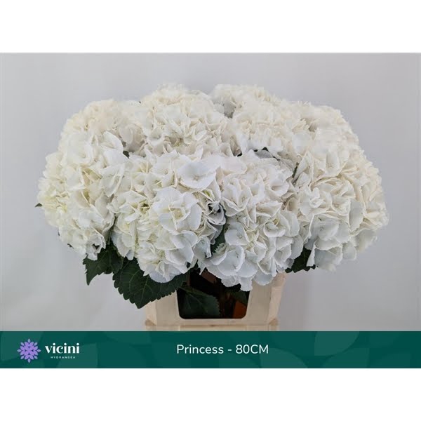 <h4>Hydr Princess 80 cm Vicini</h4>