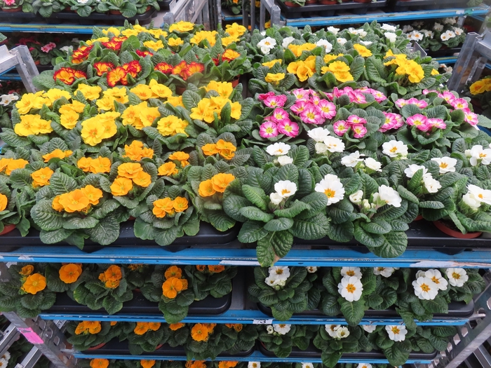 <h4>PRIM AC MIXK</h4>