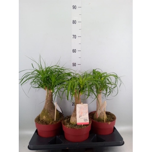 Beaucarnea recurvata