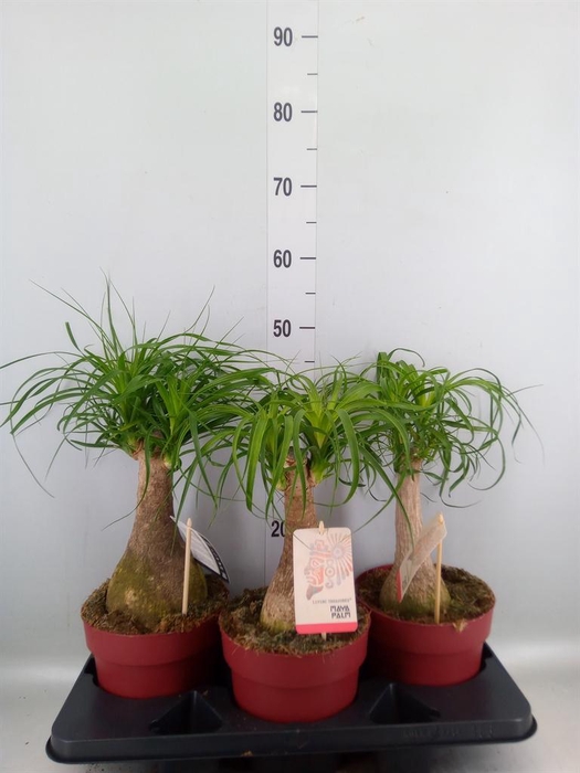 <h4>Beaucarnea recurvata</h4>
