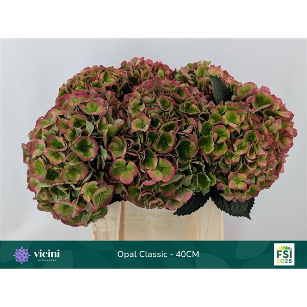 <h4>Hydr Opal Classic 40 cm Vicini</h4>