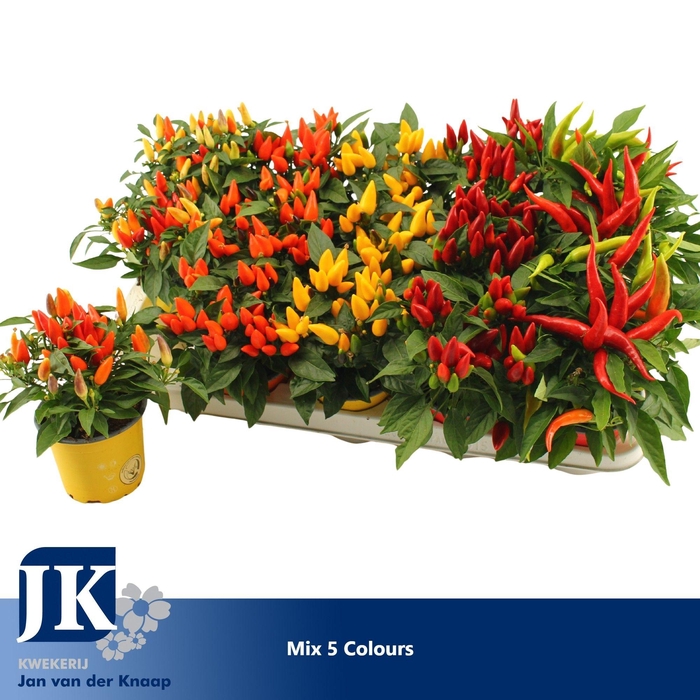 <h4>Capsicum gemengd</h4>