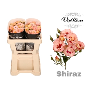 R Tr Shiraz!