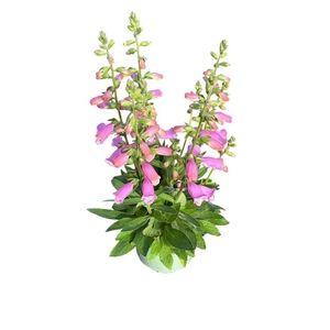 Digitalis Pink Panther