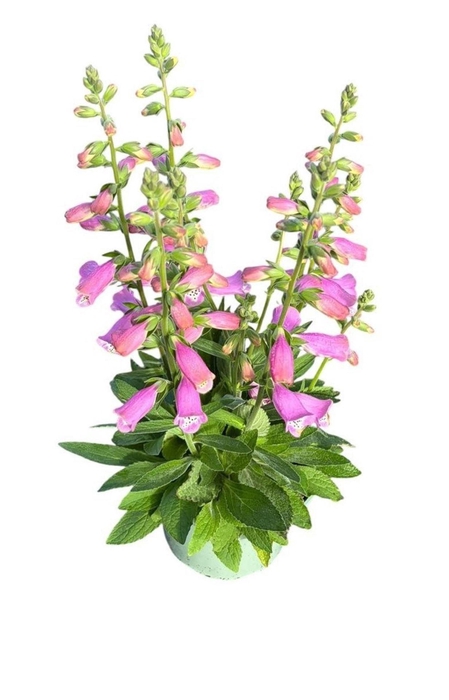<h4>Digitalis Pink Panther</h4>