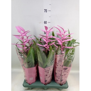 Tillandsia  'Andreas'