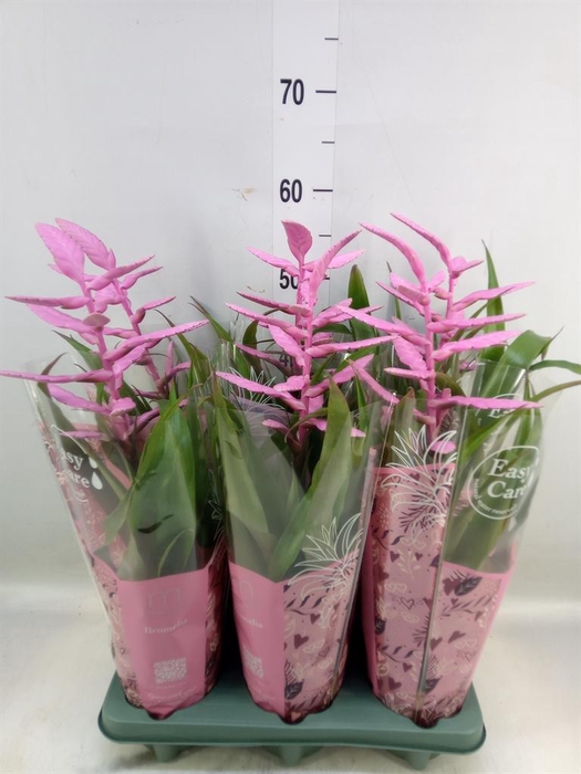 <h4>Tillandsia  'Andreas'</h4>