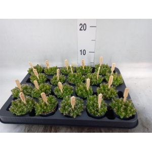 Hylocereus undatus