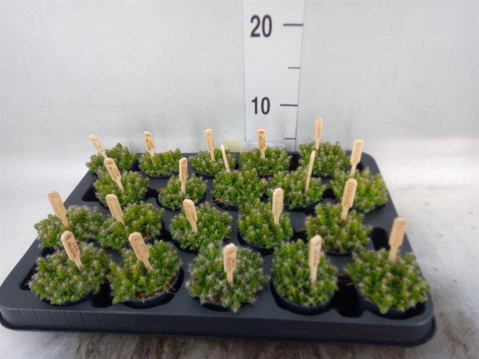 <h4>Hylocereus undatus</h4>
