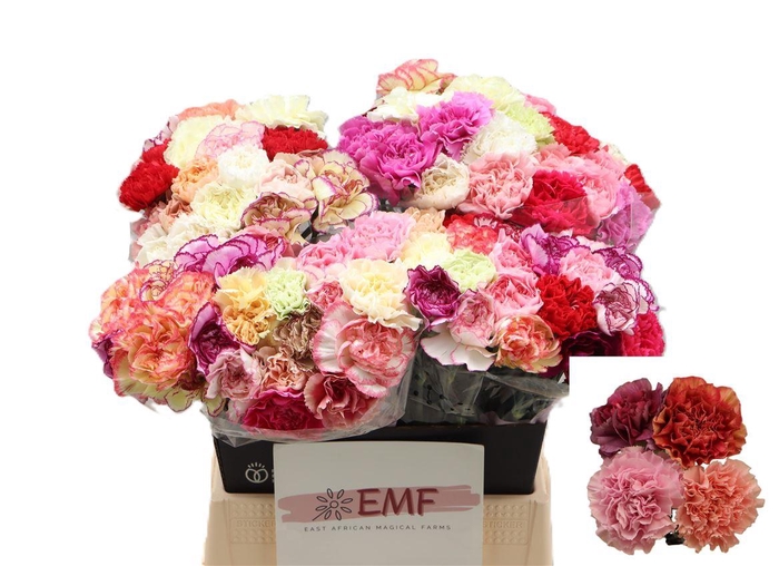 <h4>Di St Gem In Bos</h4>