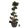 Ficus Mi Ginseng