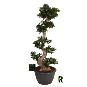 Ficus Mi Ginseng