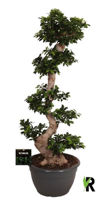 <h4>Ficus Mi Ginseng</h4>