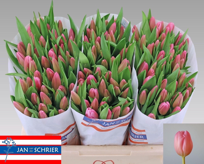 <h4>TU EN JUMBO PINK</h4>