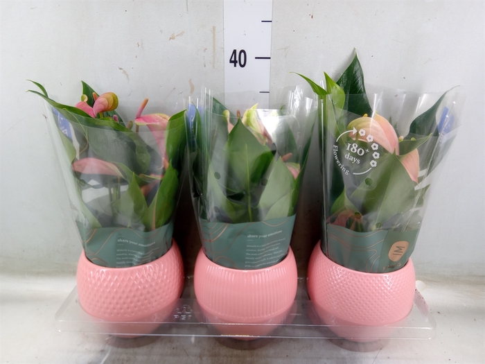 <h4>Anthurium   ...mix</h4>