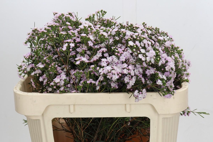 <h4>Chamelaucium Dancing Queen</h4>