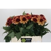 Dahlia Creme de Cognac