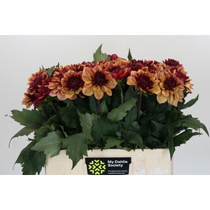 Dahlia Creme de Cognac