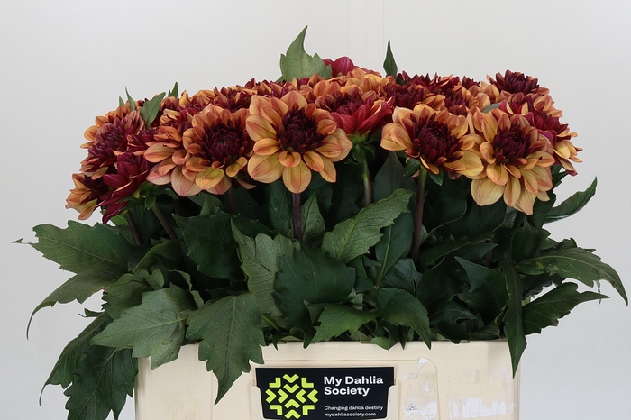 Dahlia Creme de Cognac