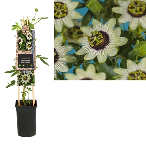 Passiflora 'Beauty of Hannover' +3.0 label