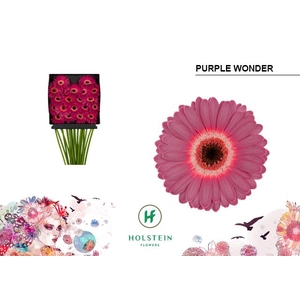 Gerbera mini Purple Wonder