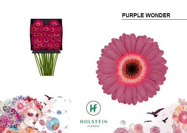 <h4>Germini Purple Wonder Diamond per kaart</h4>