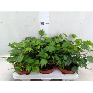 Hedera helix 'Green Ripple'