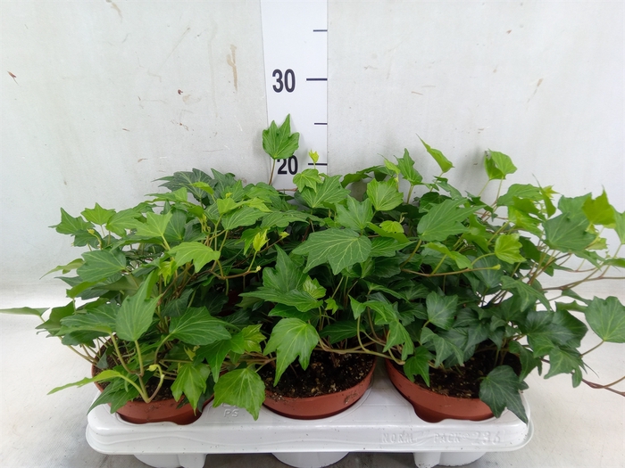 <h4>Hedera helix 'Green Ripple'</h4>
