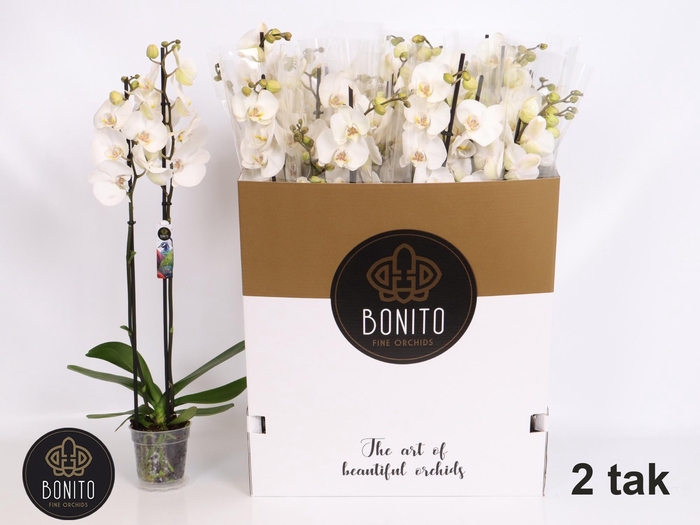 <h4>PHAL SILHOUETTE</h4>