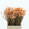 Kaaps Everlasting Cerise