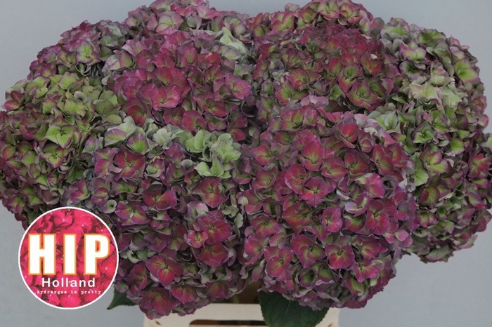 <h4>HYDR M CH RODEO CL</h4>