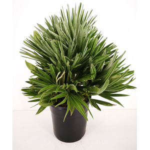 Chamaerops humilis