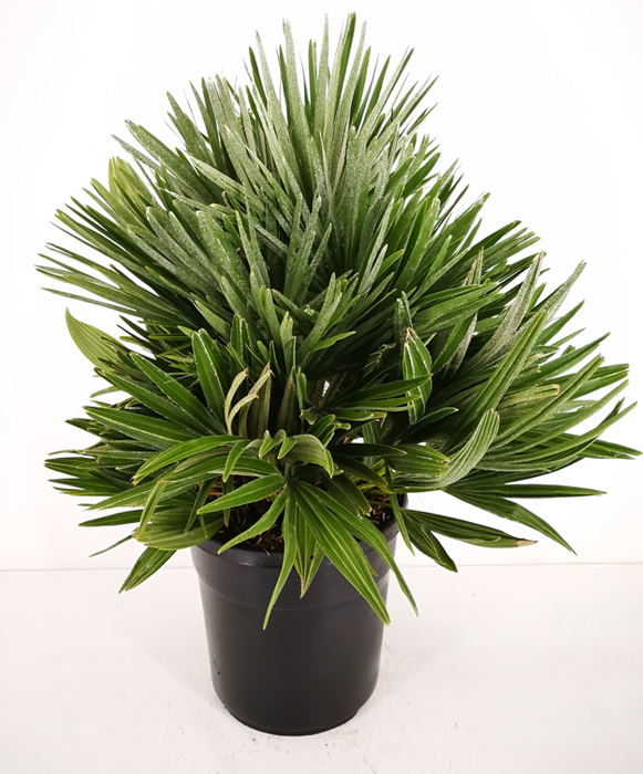 <h4>Chamaerops humilis</h4>