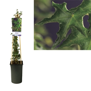 Hedera h. 'Ivalace' +light label