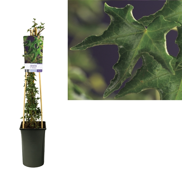 <h4>Hedera h. 'Ivalace' +light label</h4>